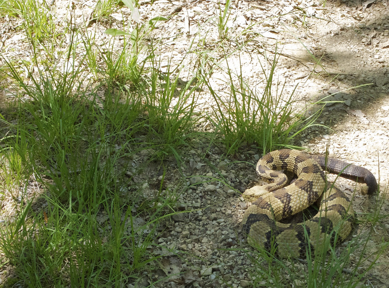 Snake in the grass