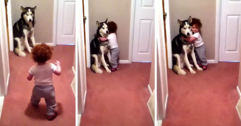 Toddler Is Scared Of The Vacuum And Runs To The Dog For Safety