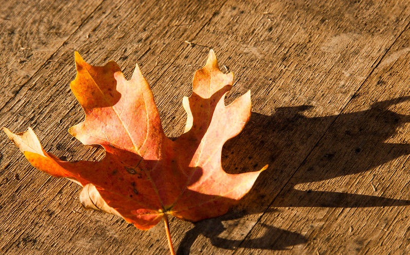 Up-close fall leaf