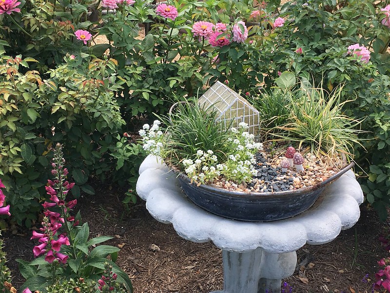 Magnolia Fairy Garden