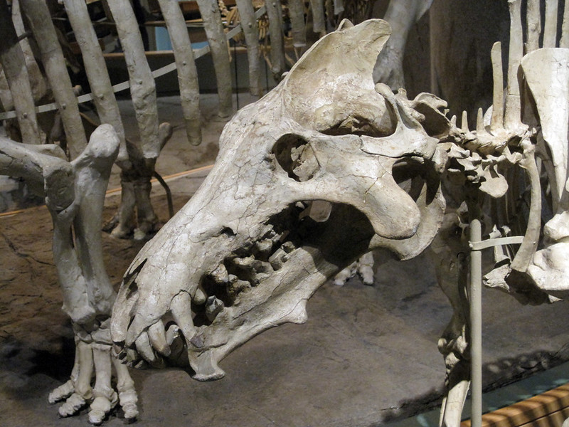 Dinosaur skeleton at the museum