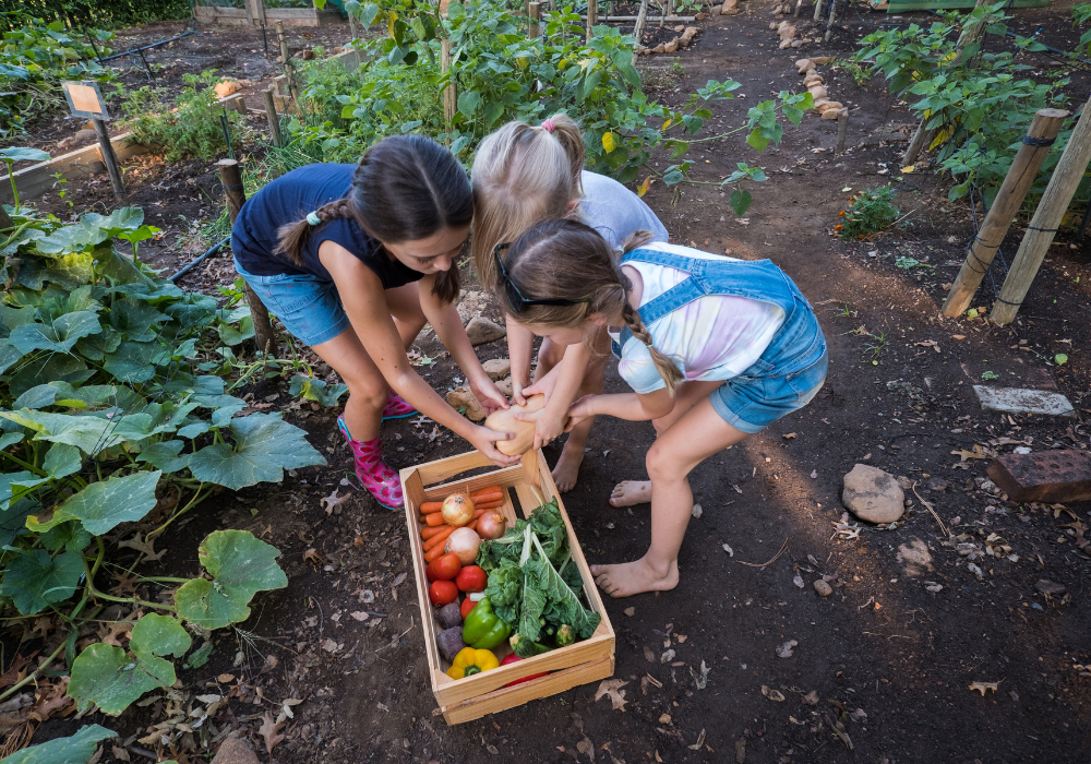 Children picking from the garden