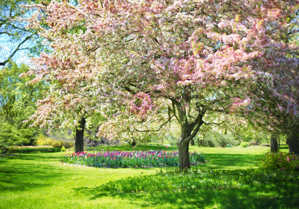 Springtime blossoms