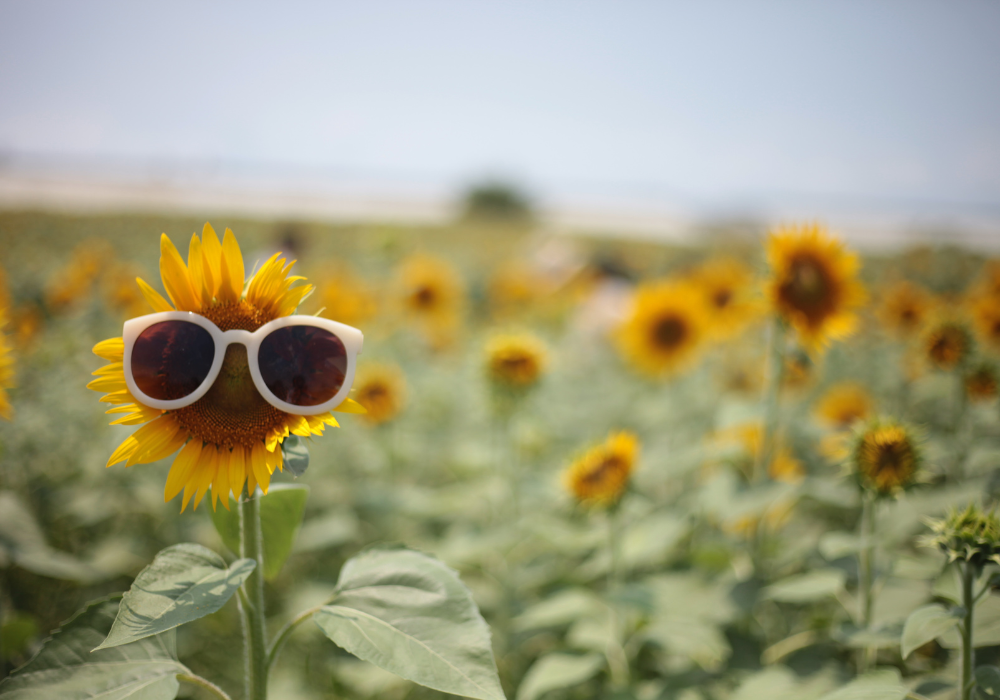 Sunflower wearing sunglasses