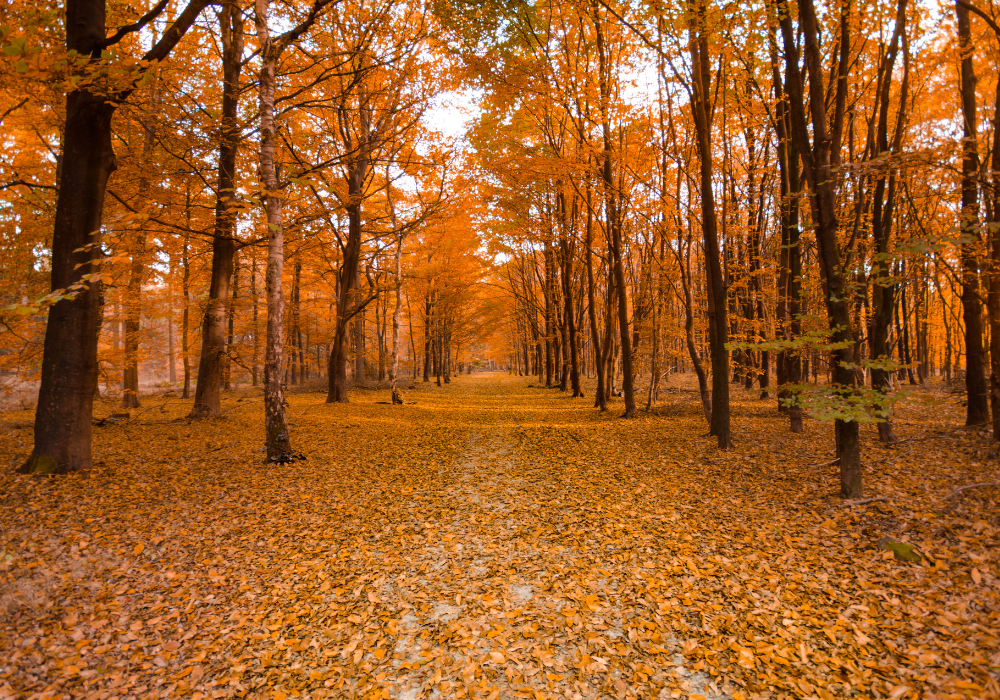 Fall pathway covered in leaves and lined by trees
