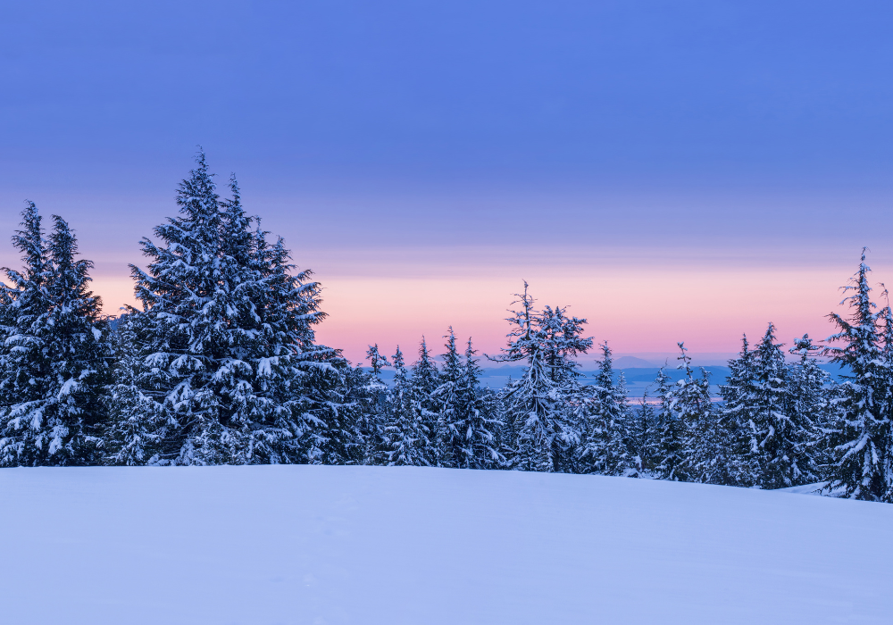 Winter scene with trees covered in snow